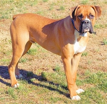 boxer bulldoggen mix