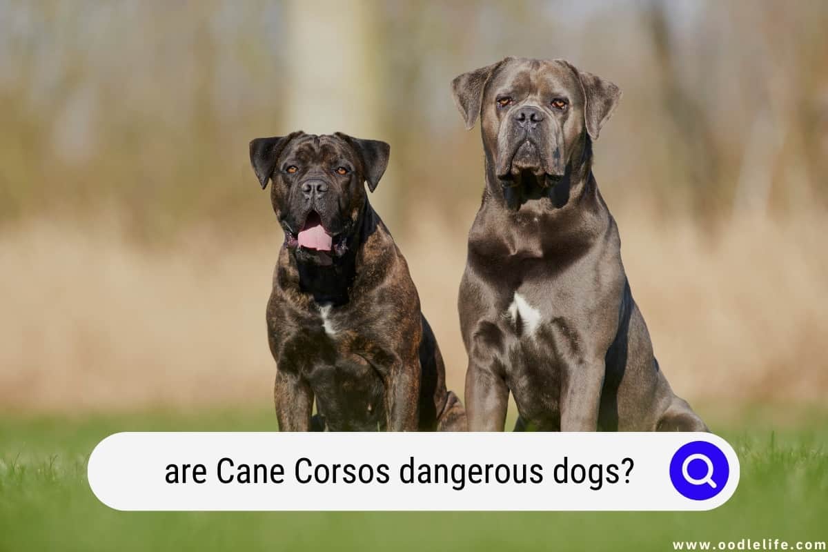 is cane corso dangerous