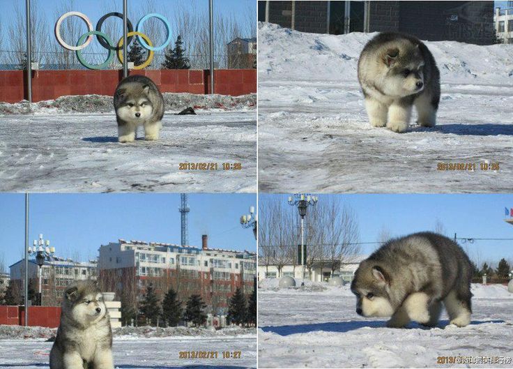 husky and polar bear mix