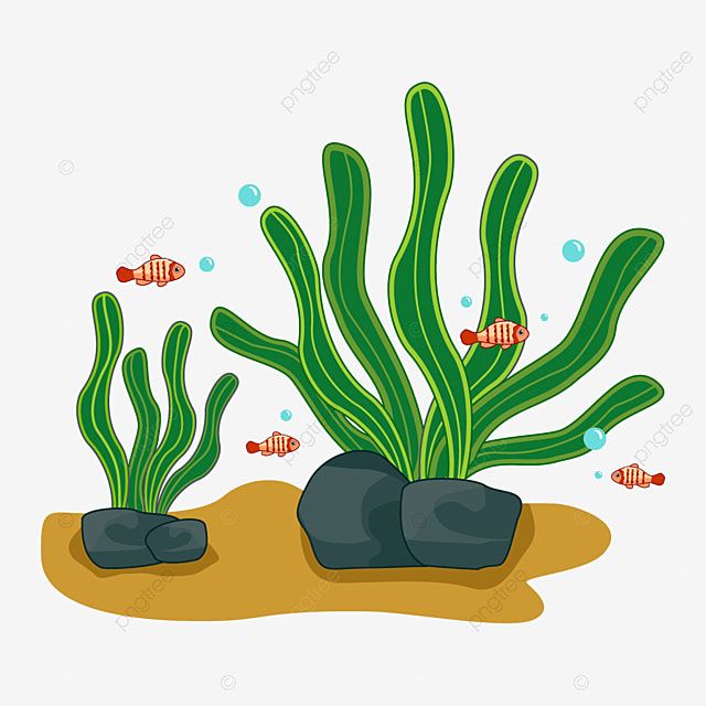 seaweed clipart