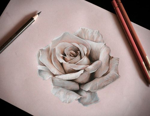 3d rose drawing