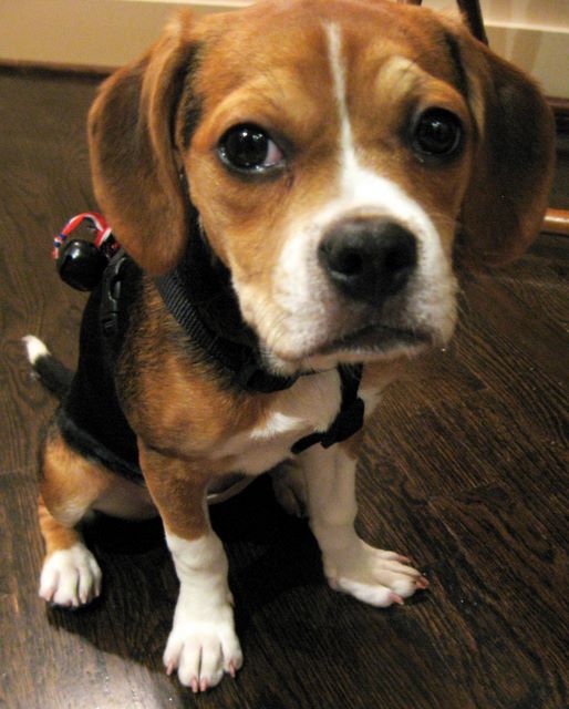 frenchie beagle mix