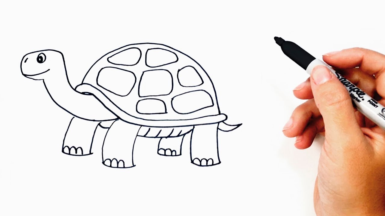 tortoise drawing easy