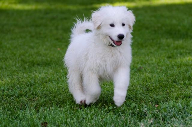 great pyrenees puppy images