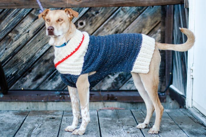 easy beginner easy crochet dog sweater