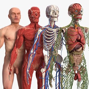 human anatomy 3d model download