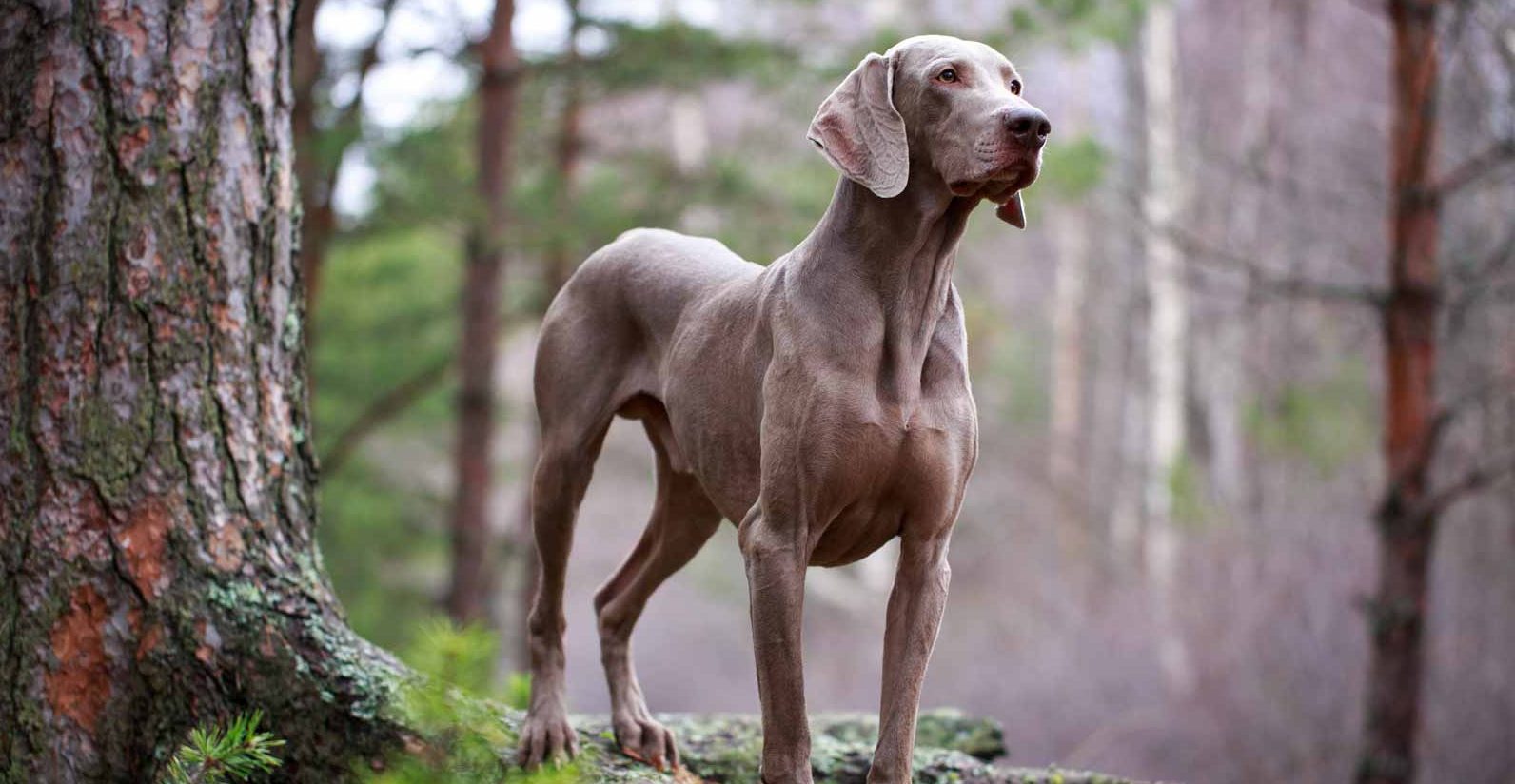 dog weimaraner puppy for sale