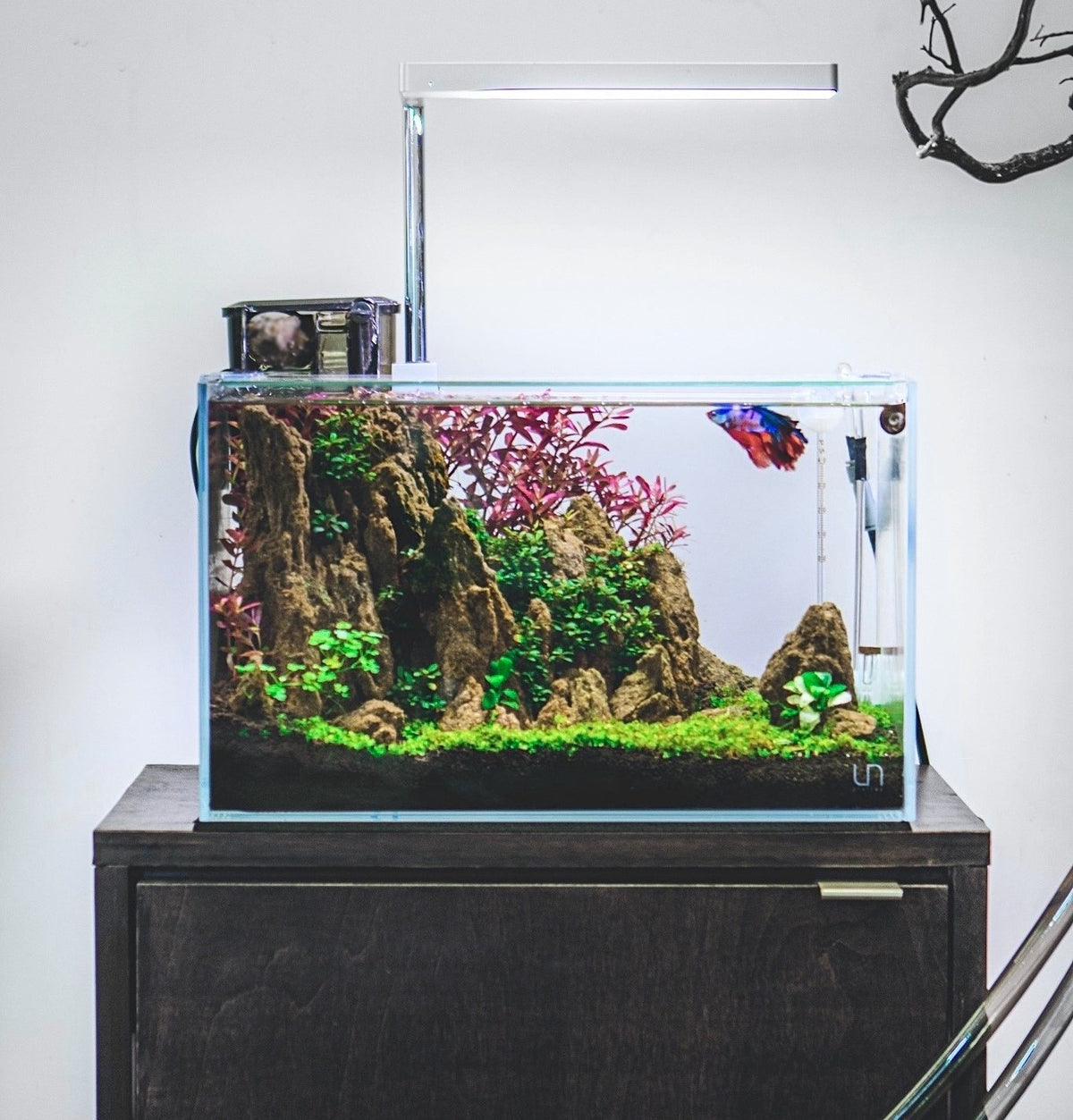 aquascape for betta fish