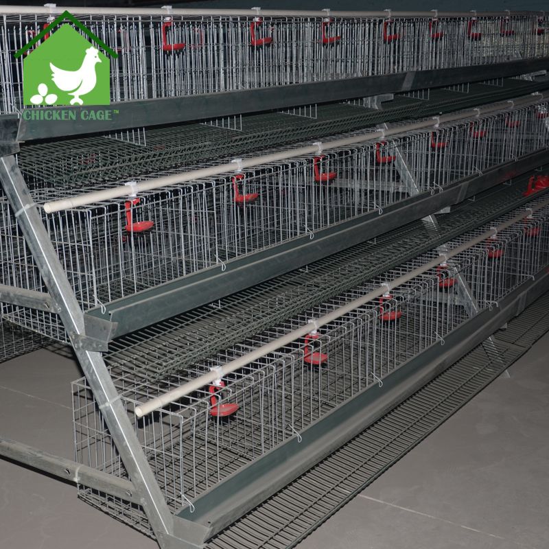 poultry cage design