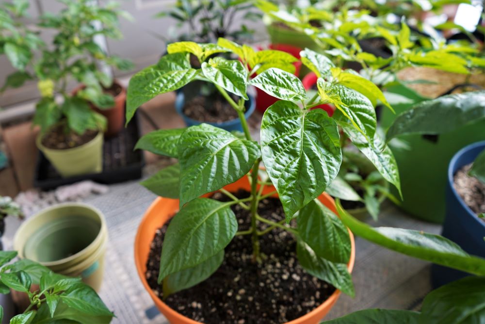 how to grow scotch bonnet peppers