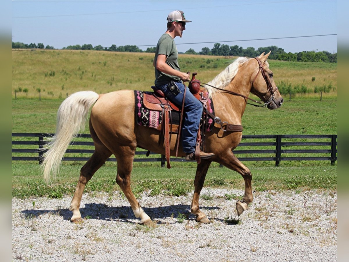 walking horses for sale in ky