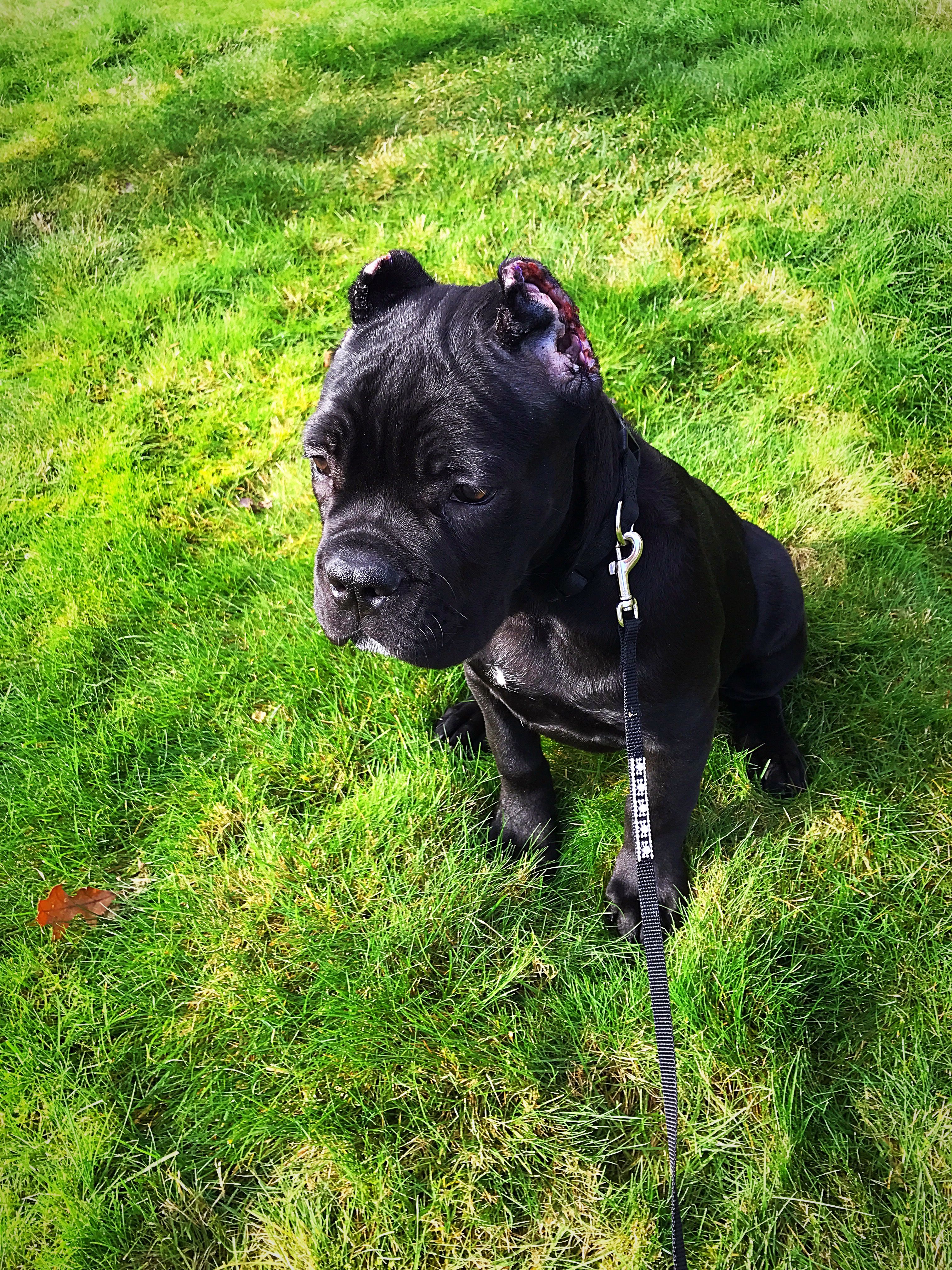 miniature cane corso