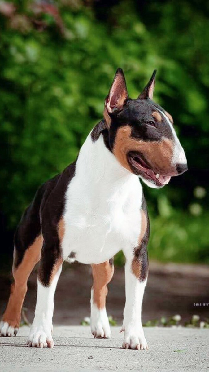 english bull terrier for sale near me