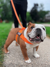 english bulldog harness