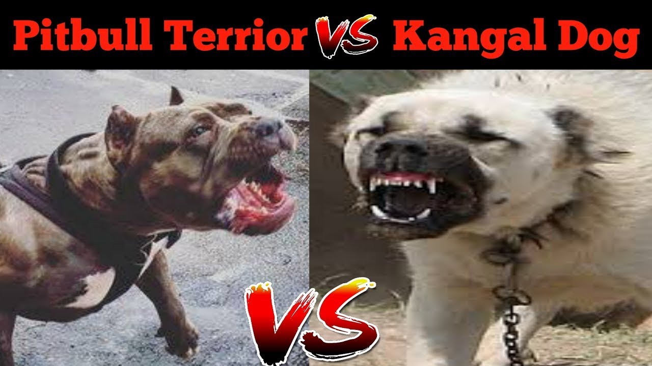 kangal dog vs pitbull