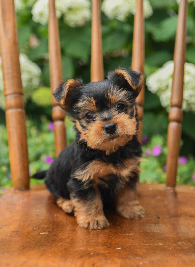 yorkshire terriers for sale