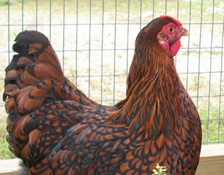 black laced red wyandotte chicken