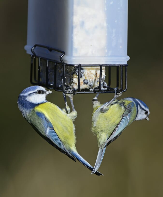 starling proof bird feeder