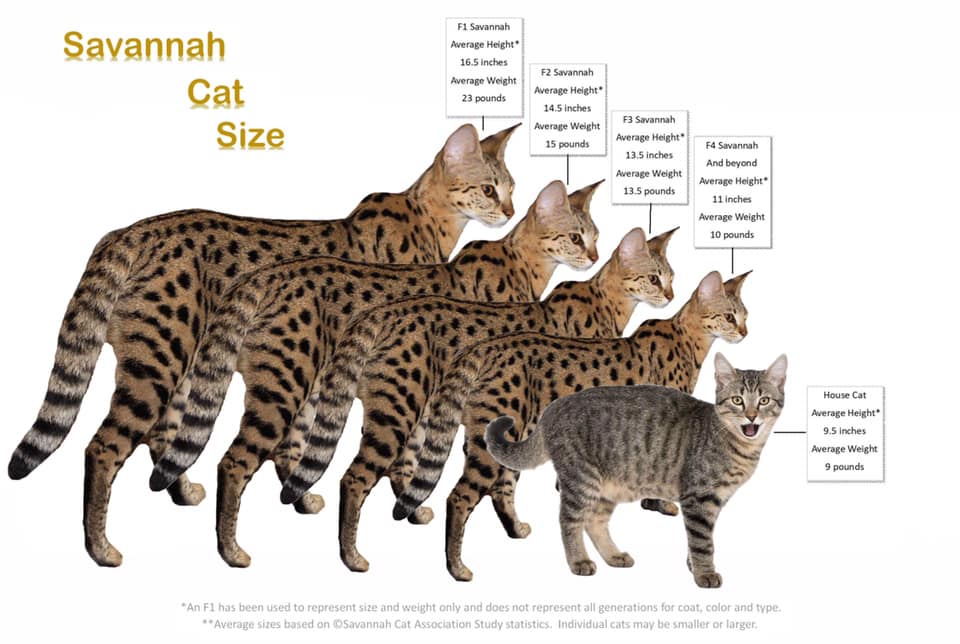 f4 savannah cat price