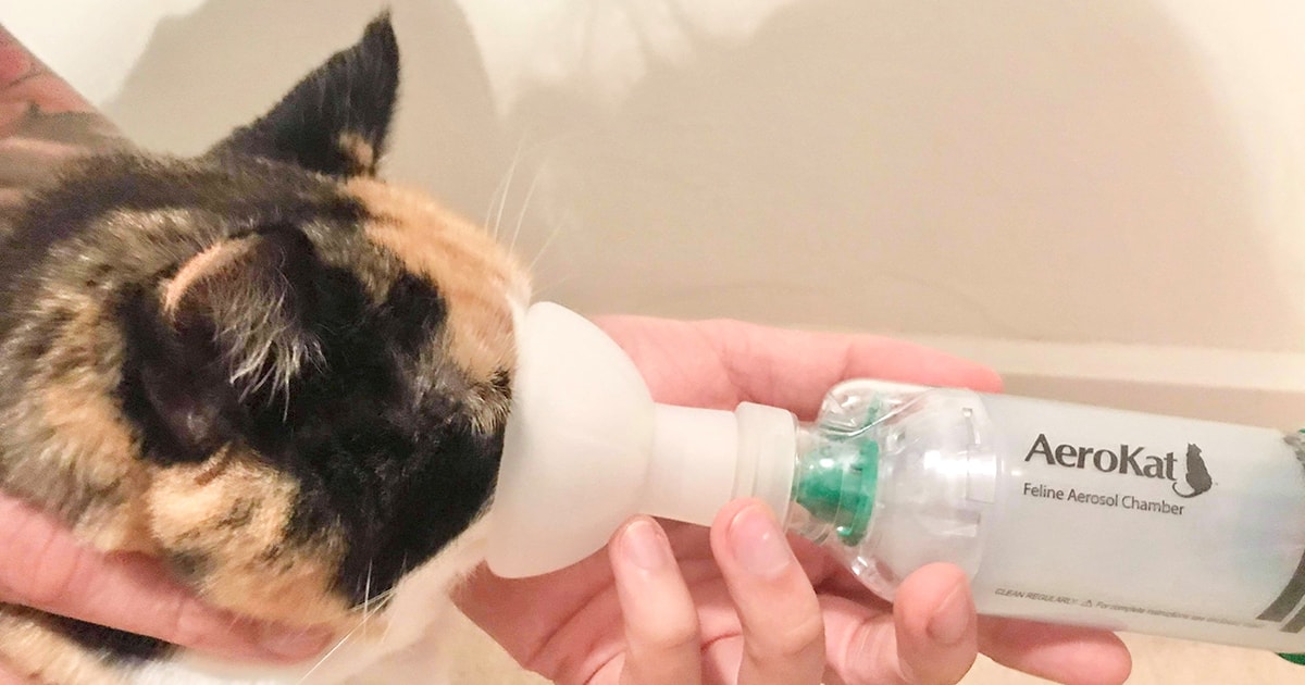 feline asthma life expectancy