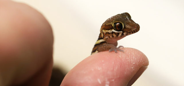 ocelot gecko for sale