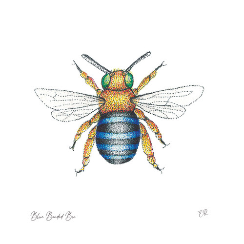 drawing blue banded bee