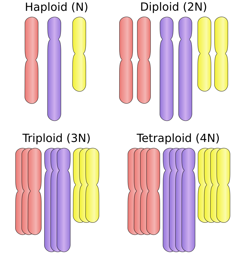 polyploid