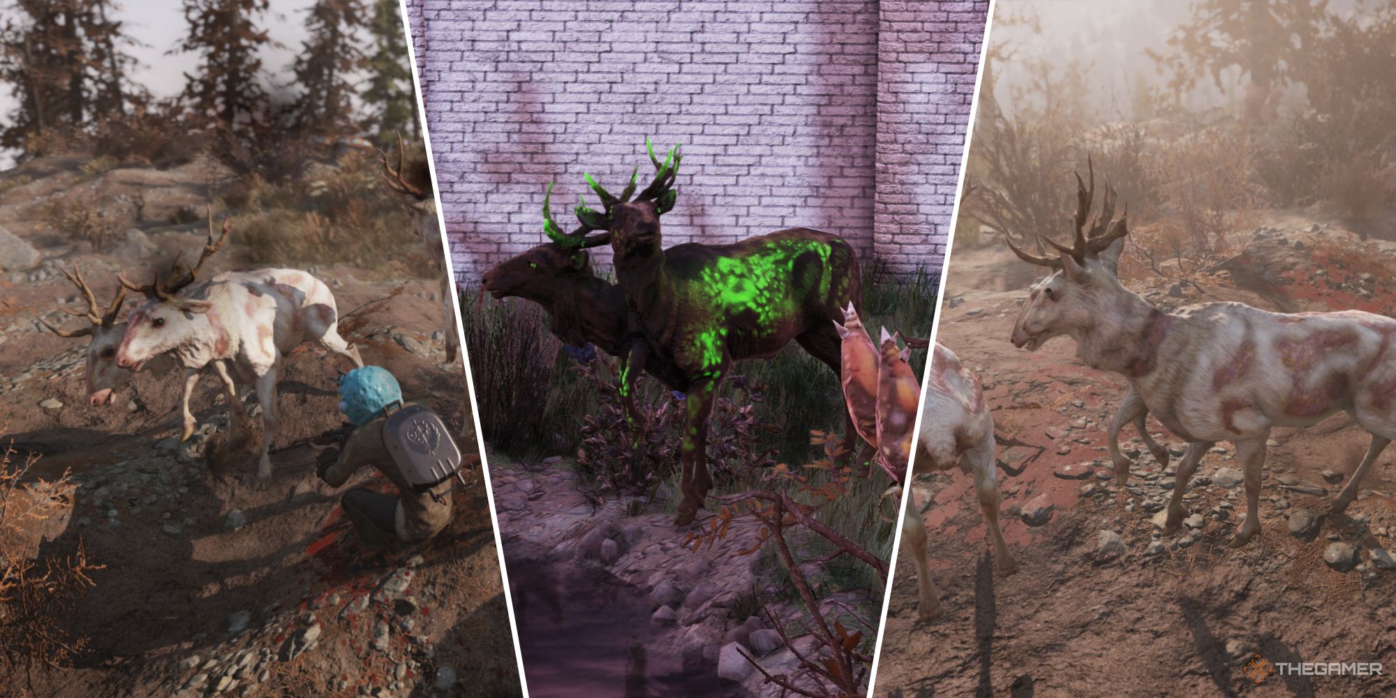 fallout 76 radstag meat