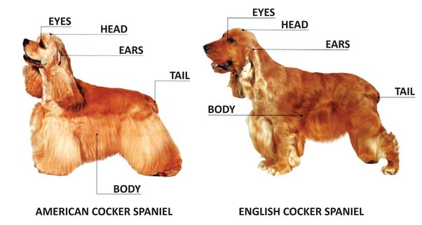 why are cocker spaniels tails docked