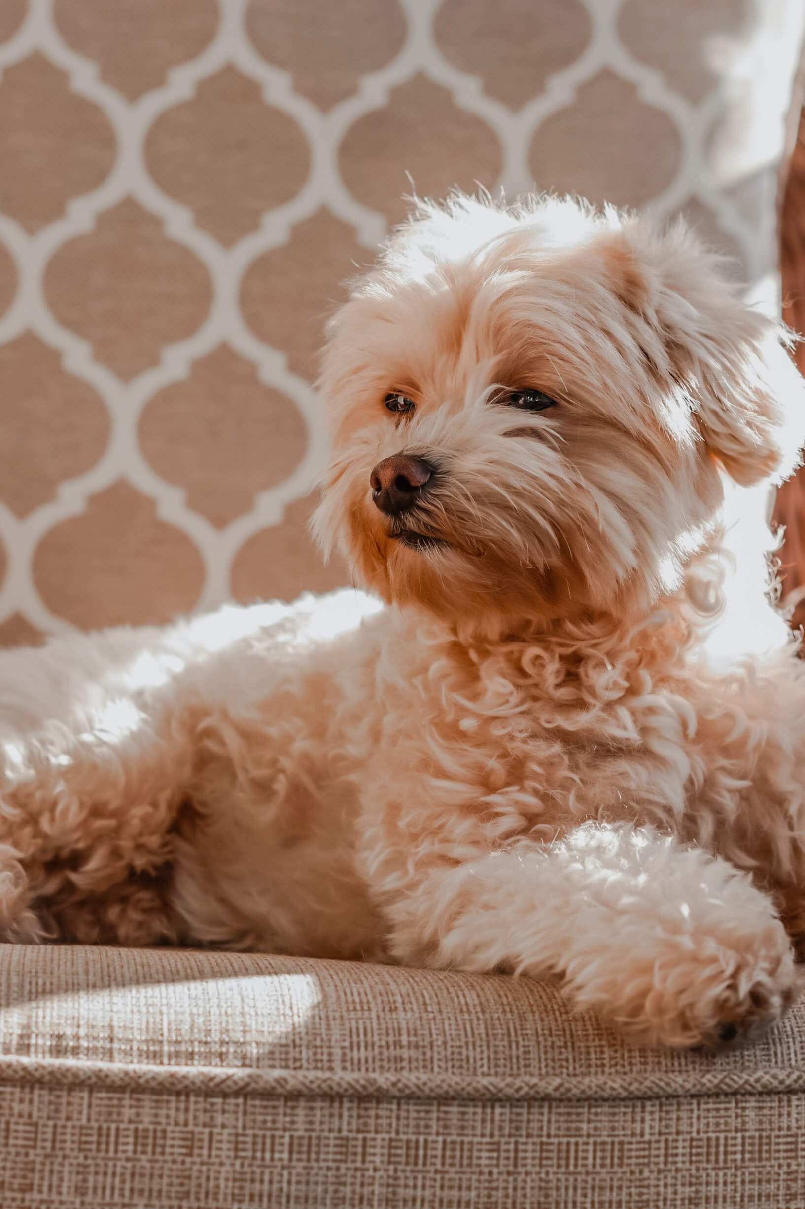 how big do maltipoo puppies get