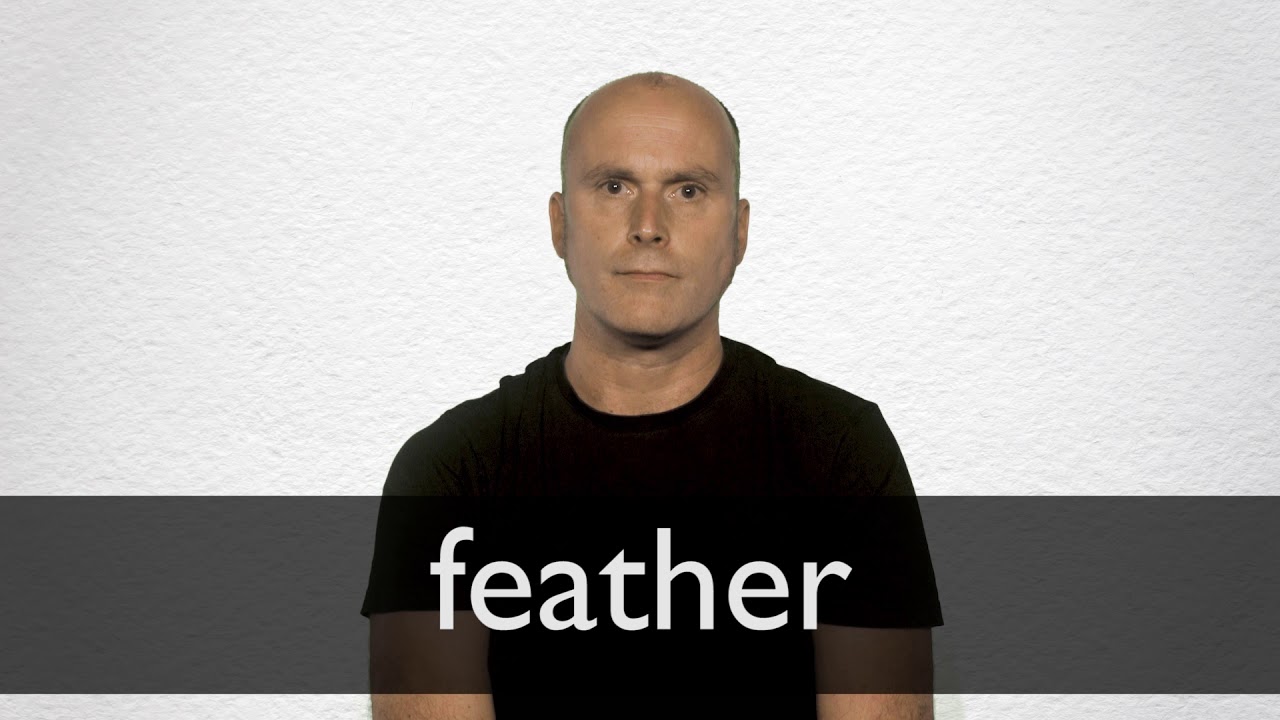 feather traductor