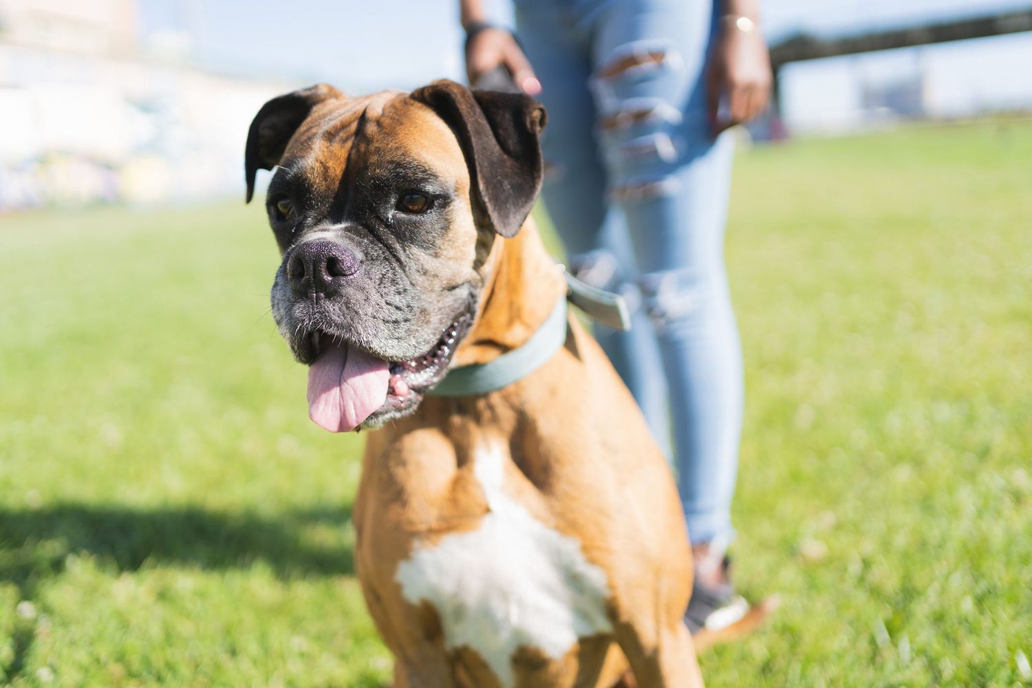 female boxer names dog