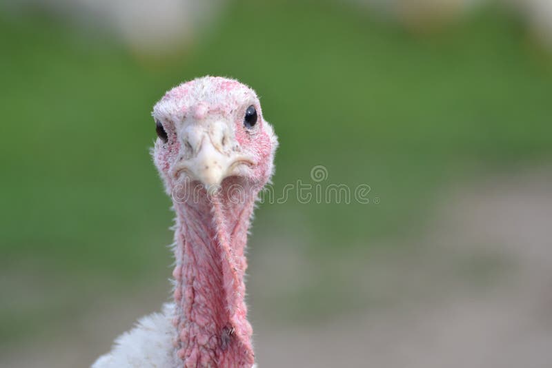 hilarious turkey pictures