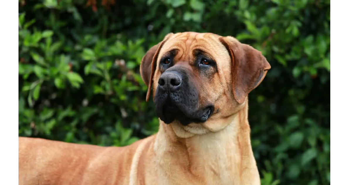 english mastiff and german shepherd mix