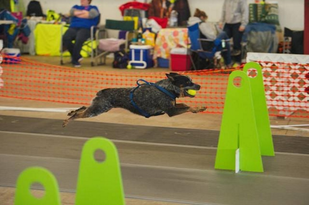 flyball near me