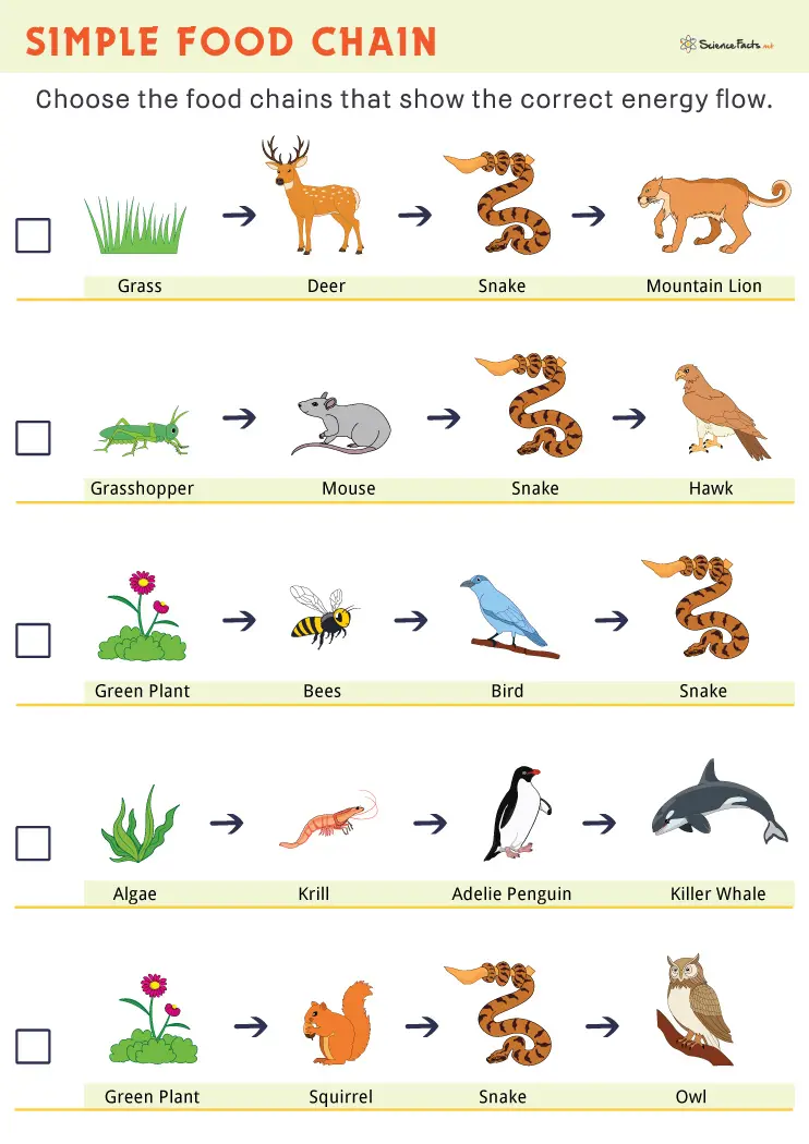 food chain worksheet