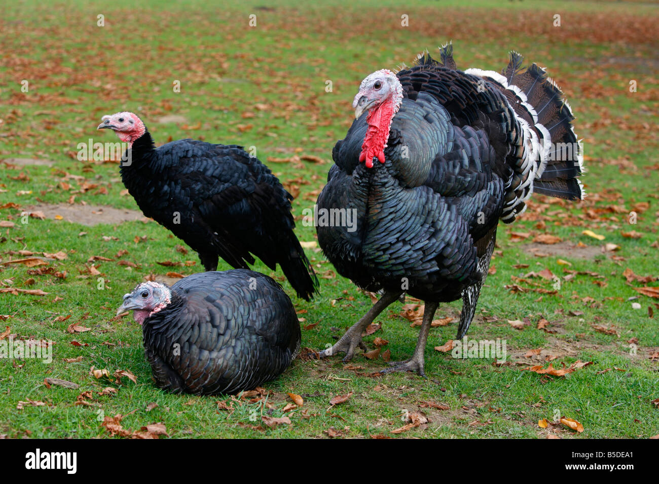 fotografias de pavos