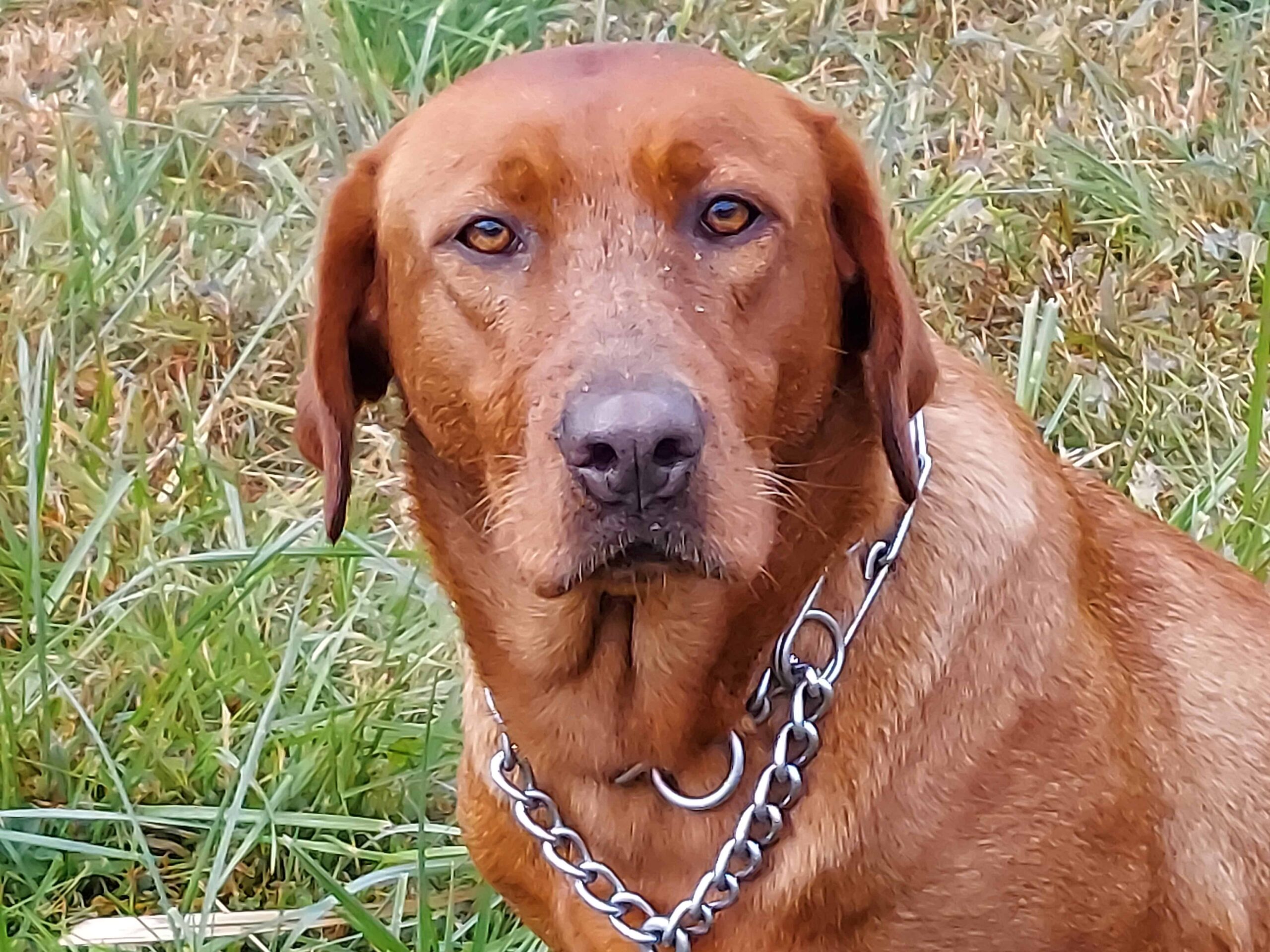 fox red lab puppies for sale in va