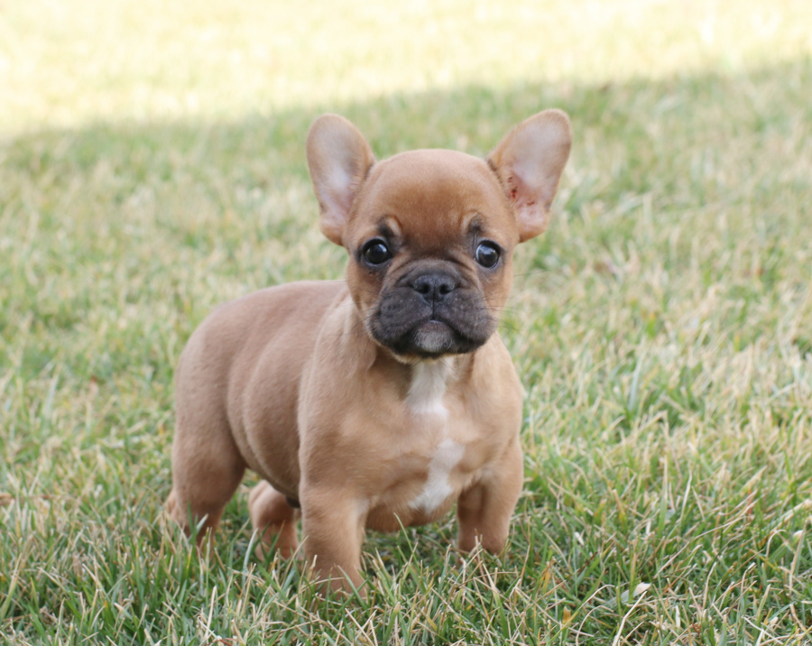 french bulldogs for sale near me