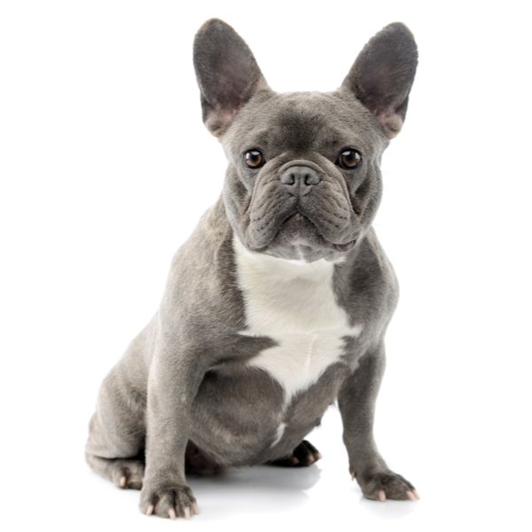 french bulldogs for sale