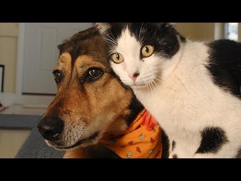 funny cat dog videos