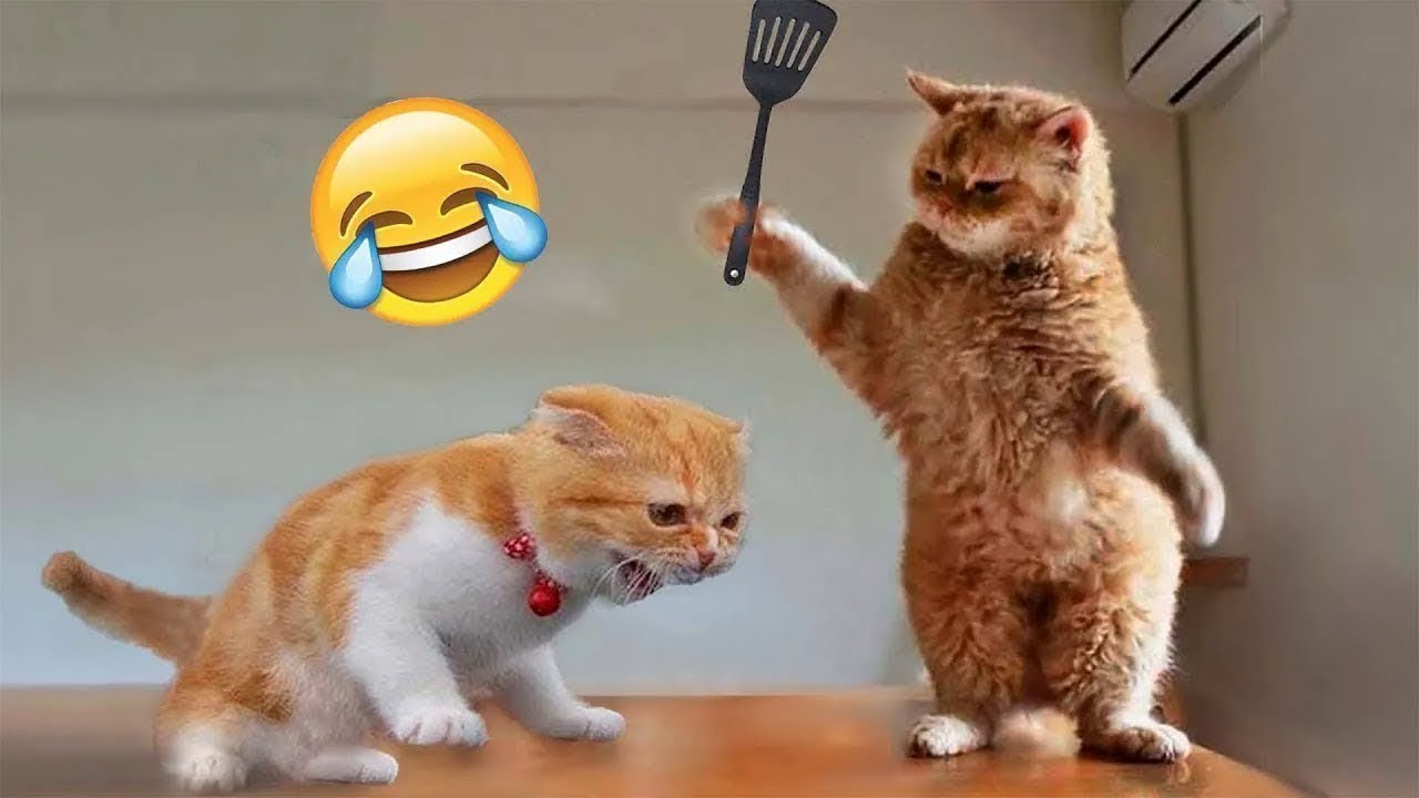 funny cat videos and dog videos