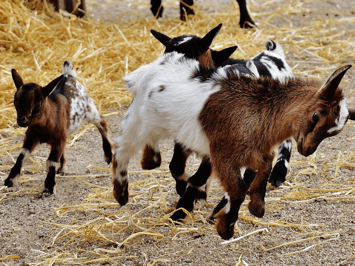 funny goat names