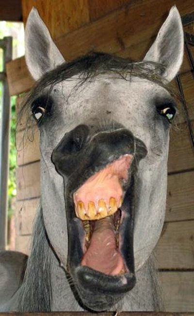 funny horse face