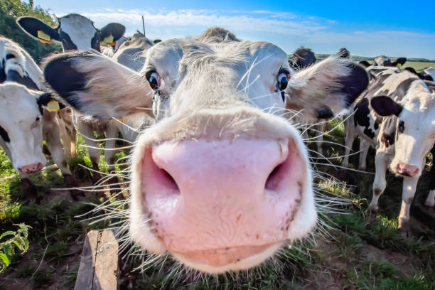 funny photos of cows