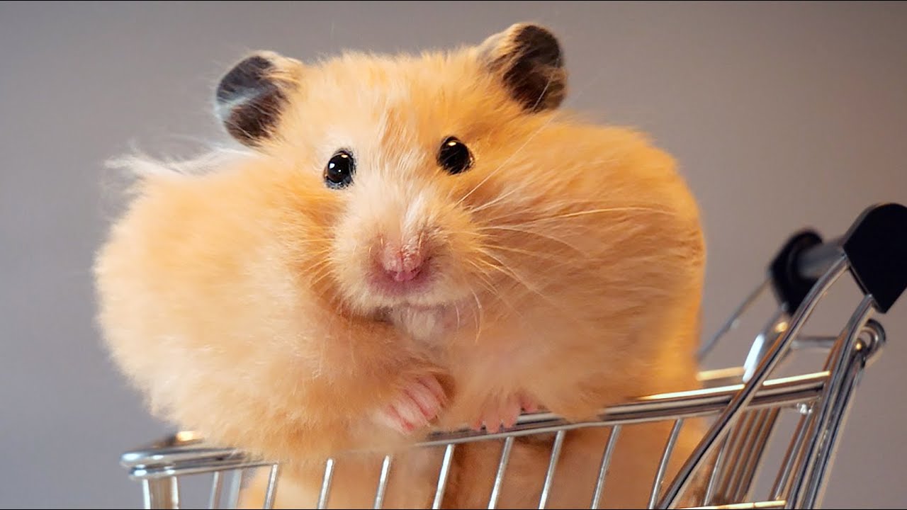 funny pictures hamsters