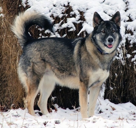 german shepherd cross malamute