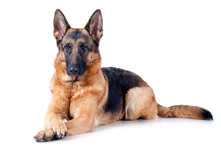 german shepherd dog photos