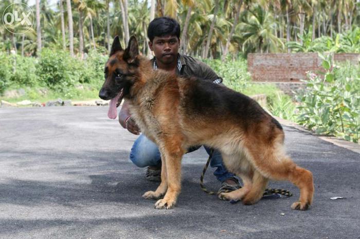 german shepherd price in tamilnadu