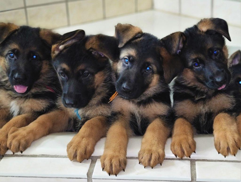 german shepherd puppies for sale